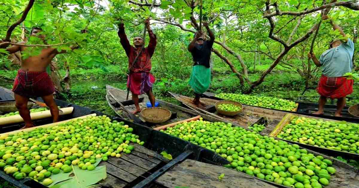 guava-market-barishal